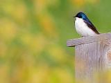Tree Swallow On A Bird Box_53700